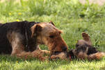 Sherry mit Airedale-Terrier Welpen